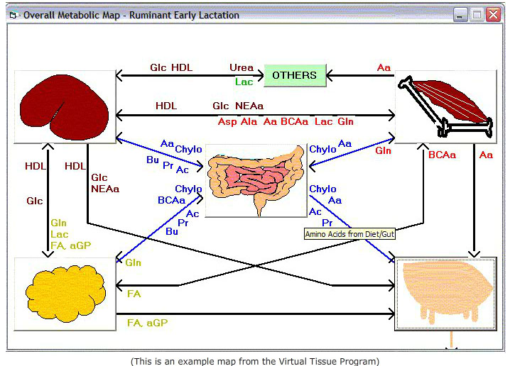 Overall Metabolic Map