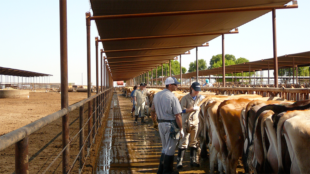 Photo: The Dairy Production Medicine Program (DPM) trains approximately 40 senior veterinary students per year.