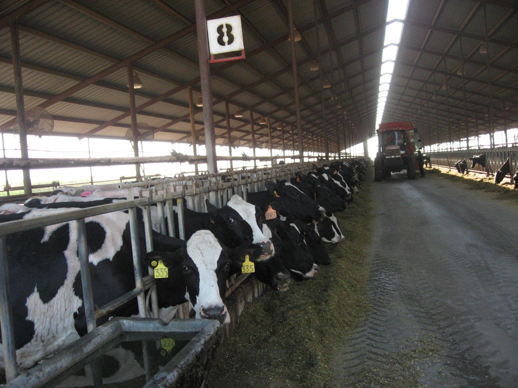 Pictures of cows at a Dairy