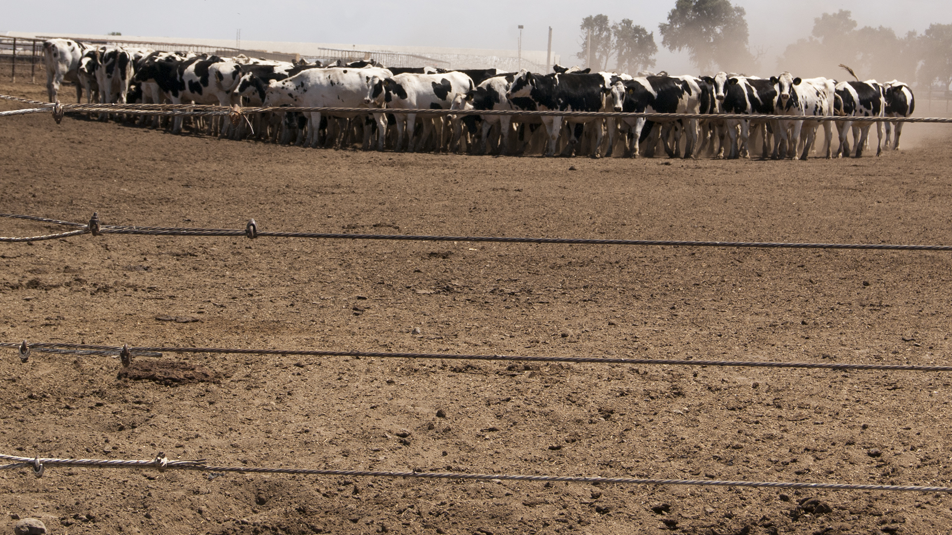 Bunching Holsteins