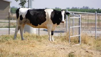 cow test article