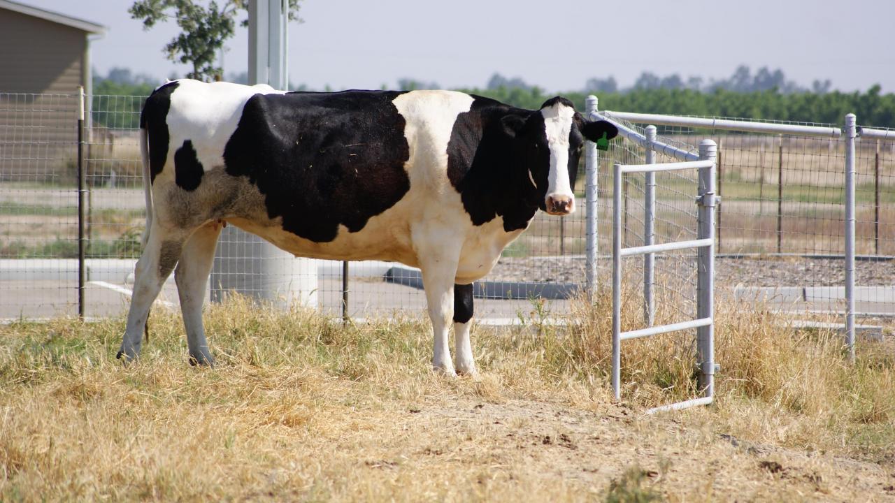 cow test article